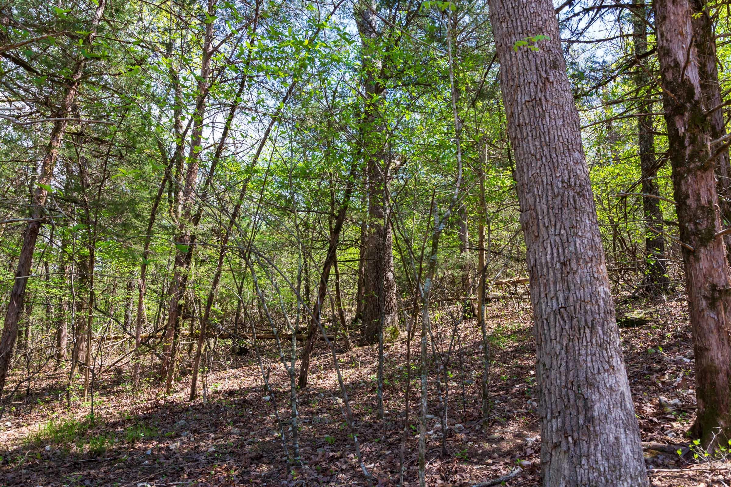  Autumnwood — Zero Credit Land owner financed land for sale in Fulton County, Arkansas photo 11
