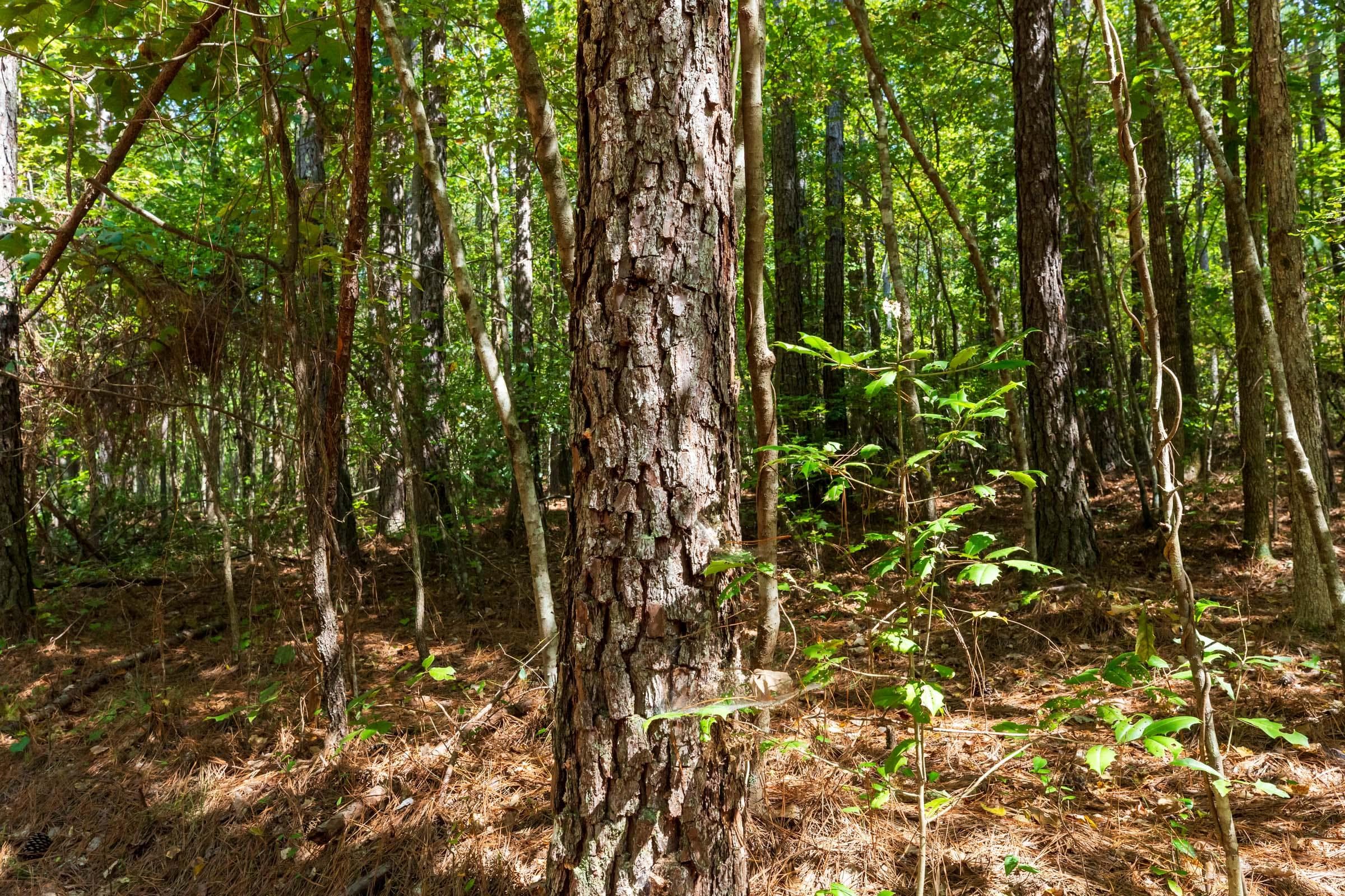 Willow Grove — Zero Credit Land owner financed land for sale in Lamar County, Alabama photo 4