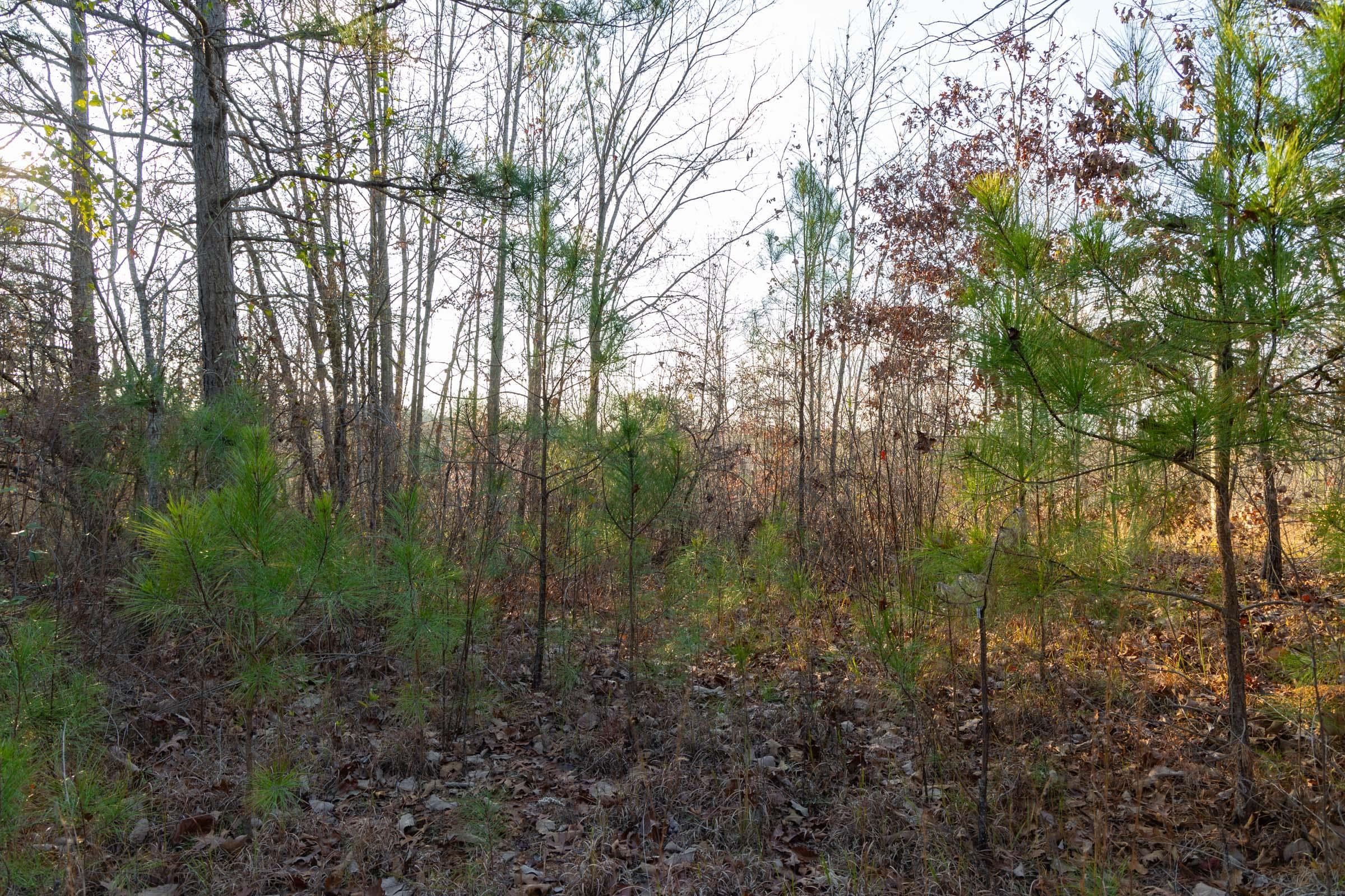 Lighting Ridge — Zero Credit Land owner financed land for sale in Colbert County, Alabama photo 42