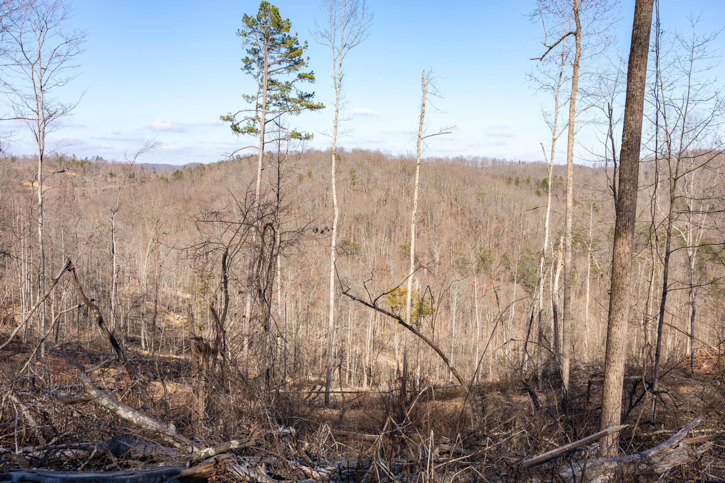 Creek Hollow Phase 1 — Zero Credit Land owner financed land for sale in Rockcastle County, Kentucky photo 37