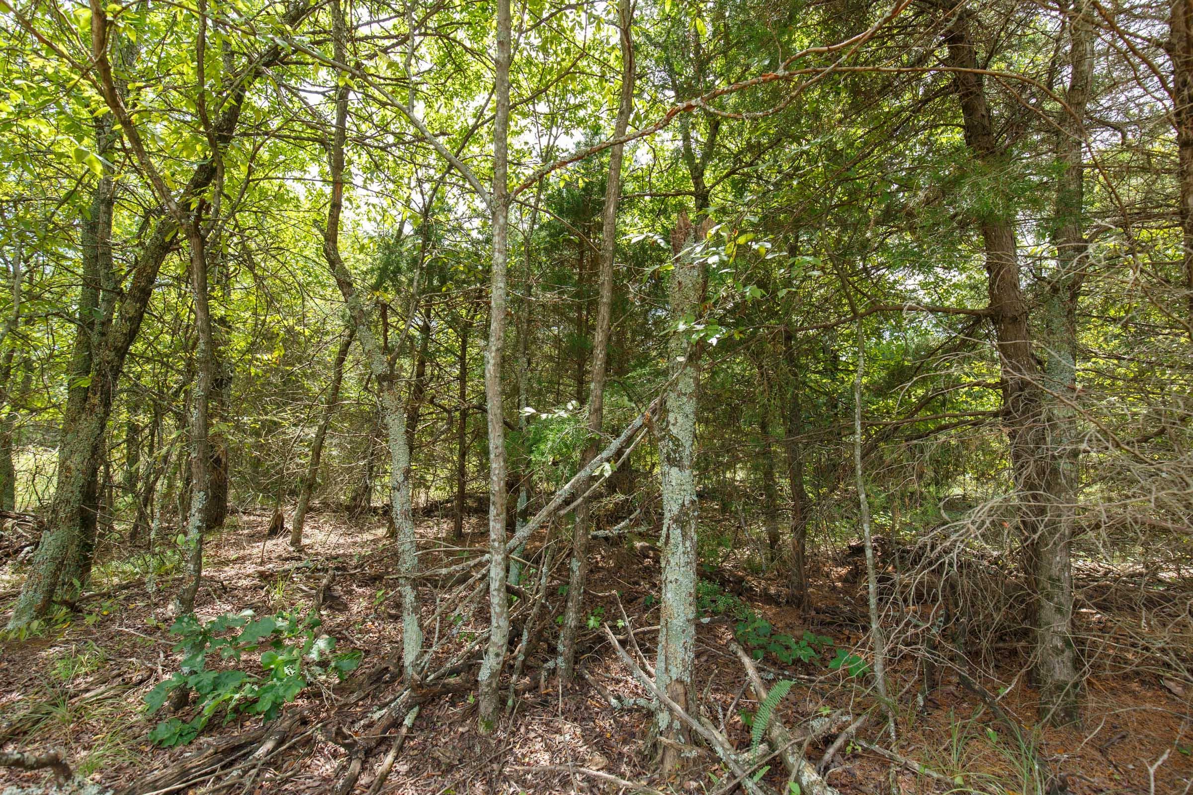 Timber Ridge — Zero Credit Land owner financed land for sale in McIntosh County, Oklahoma photo 3