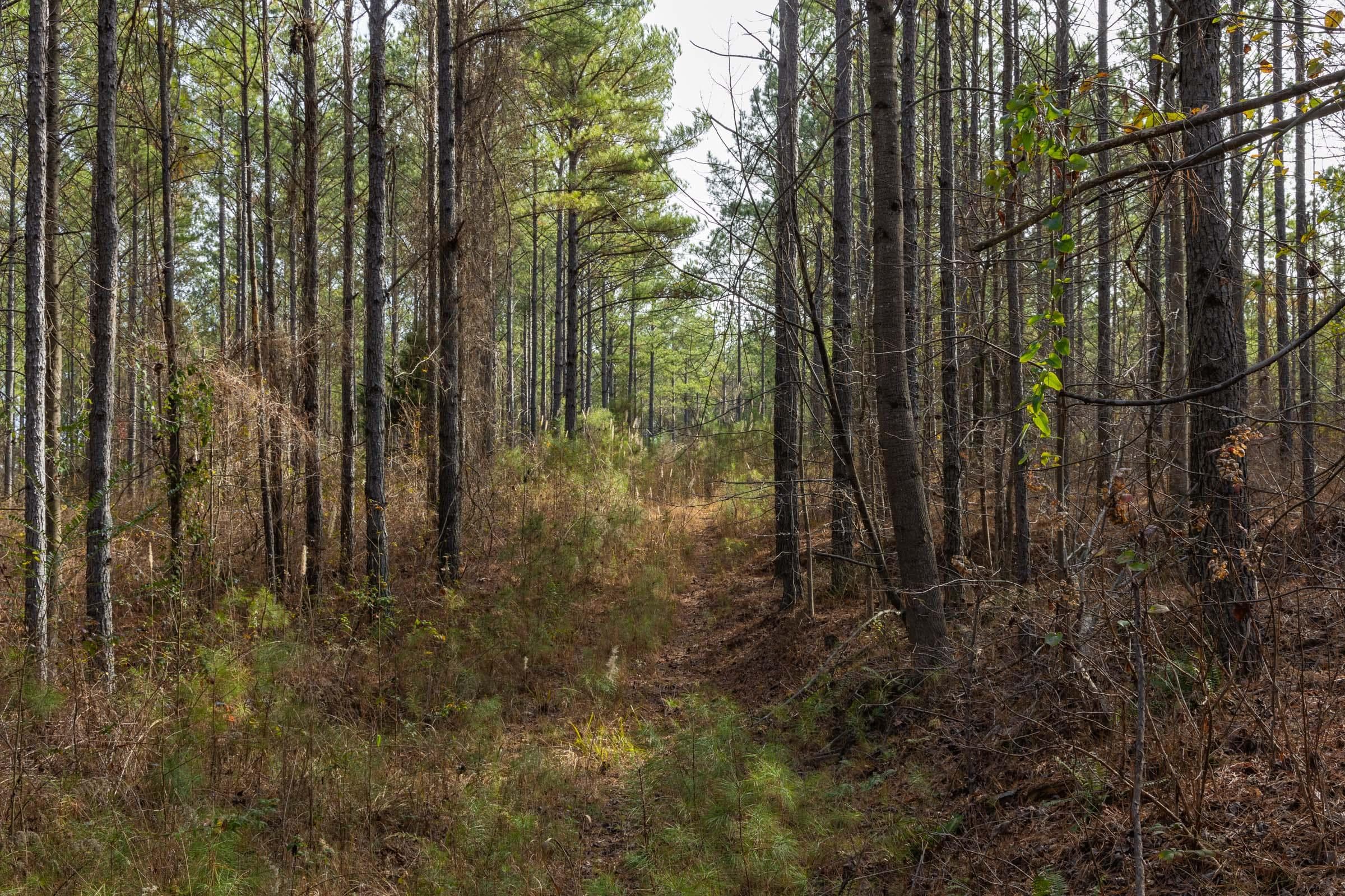 Lighting Ridge — Zero Credit Land owner financed land for sale in Colbert County, Alabama photo 9