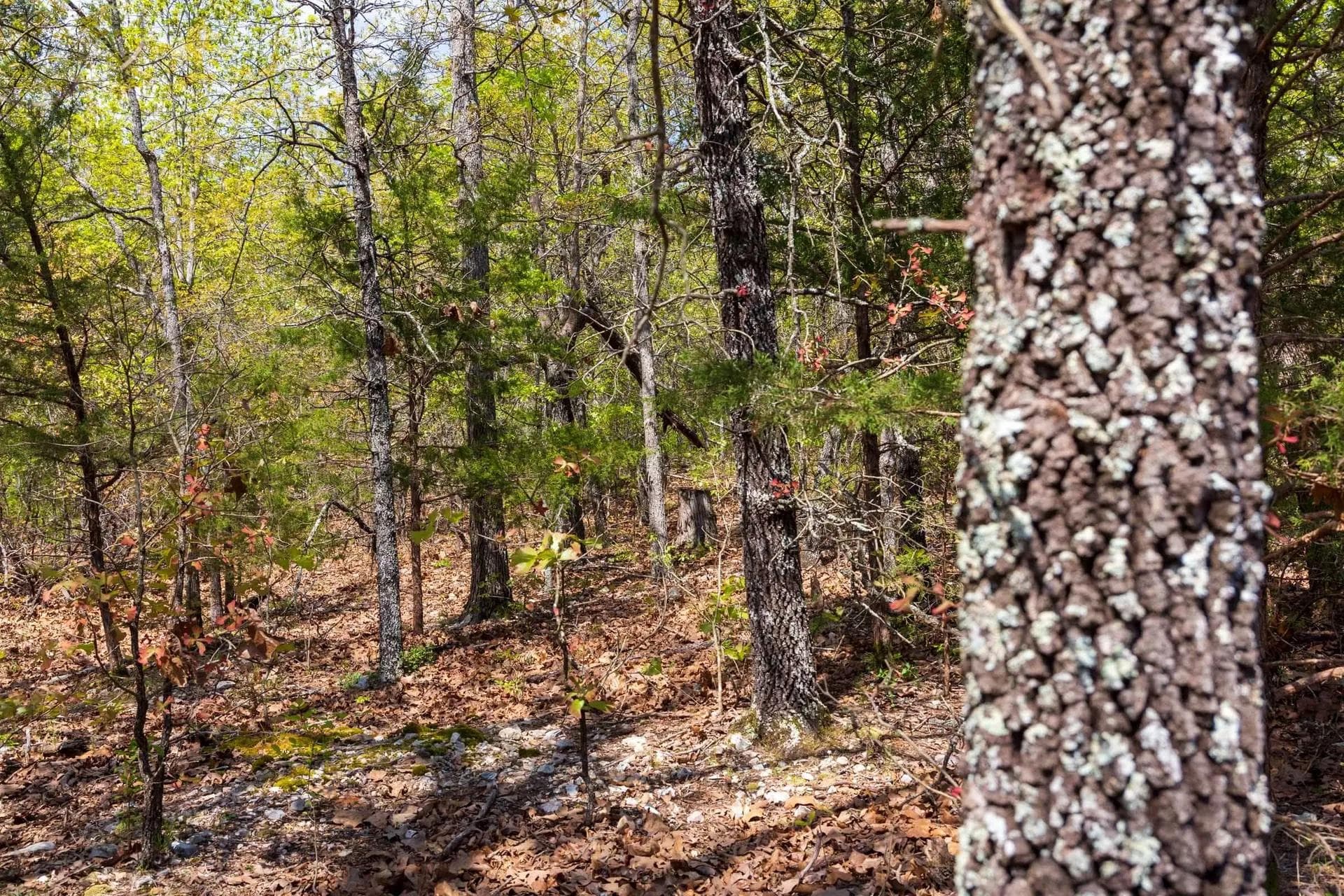 Autumnwood — Zero Credit Land owner financed land for sale in Fulton County, Arkansas photo 5