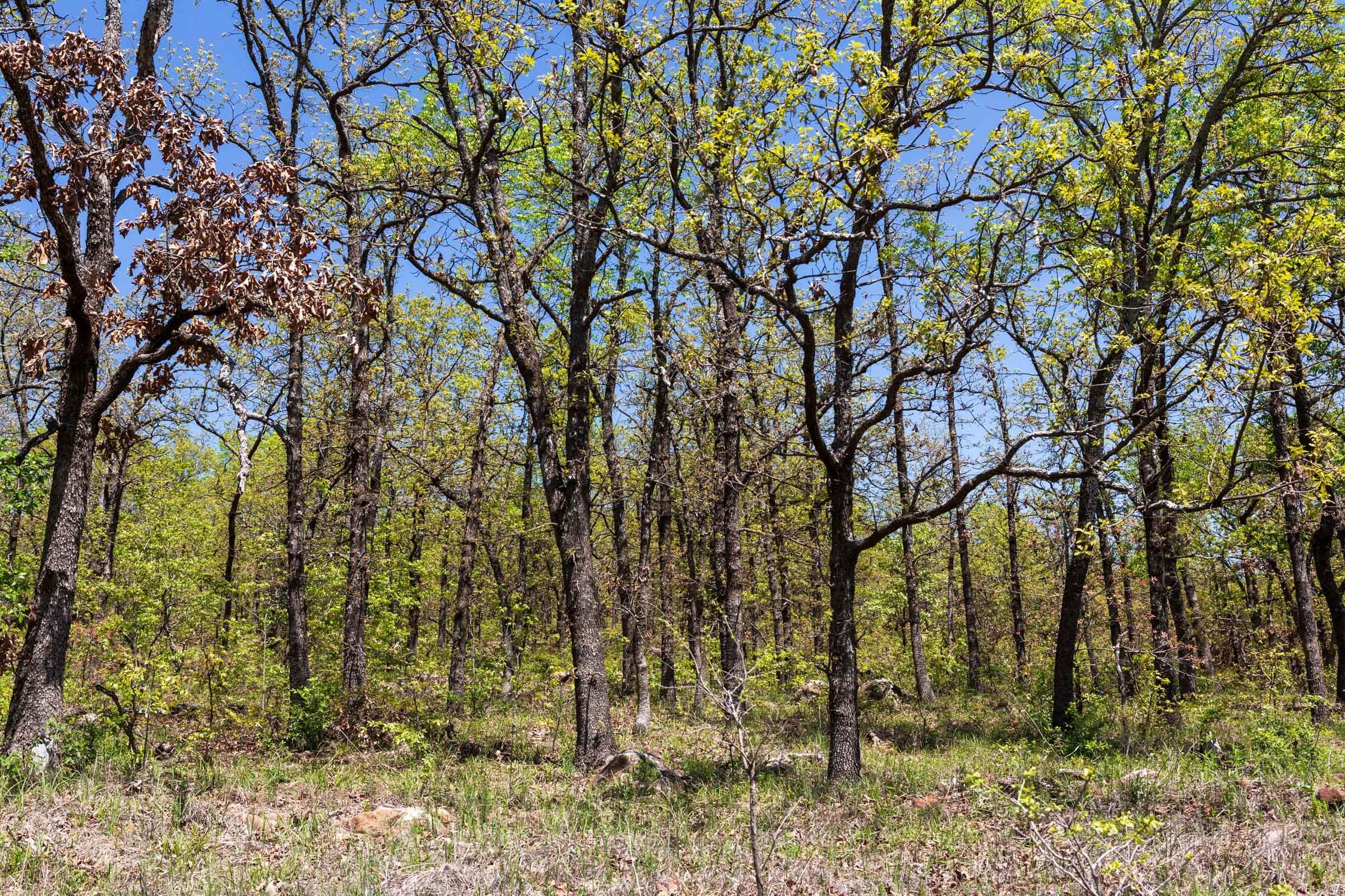 Allies Acres — Zero Credit Land owner financed land for sale in Pittsburg County, Oklahoma photo 9