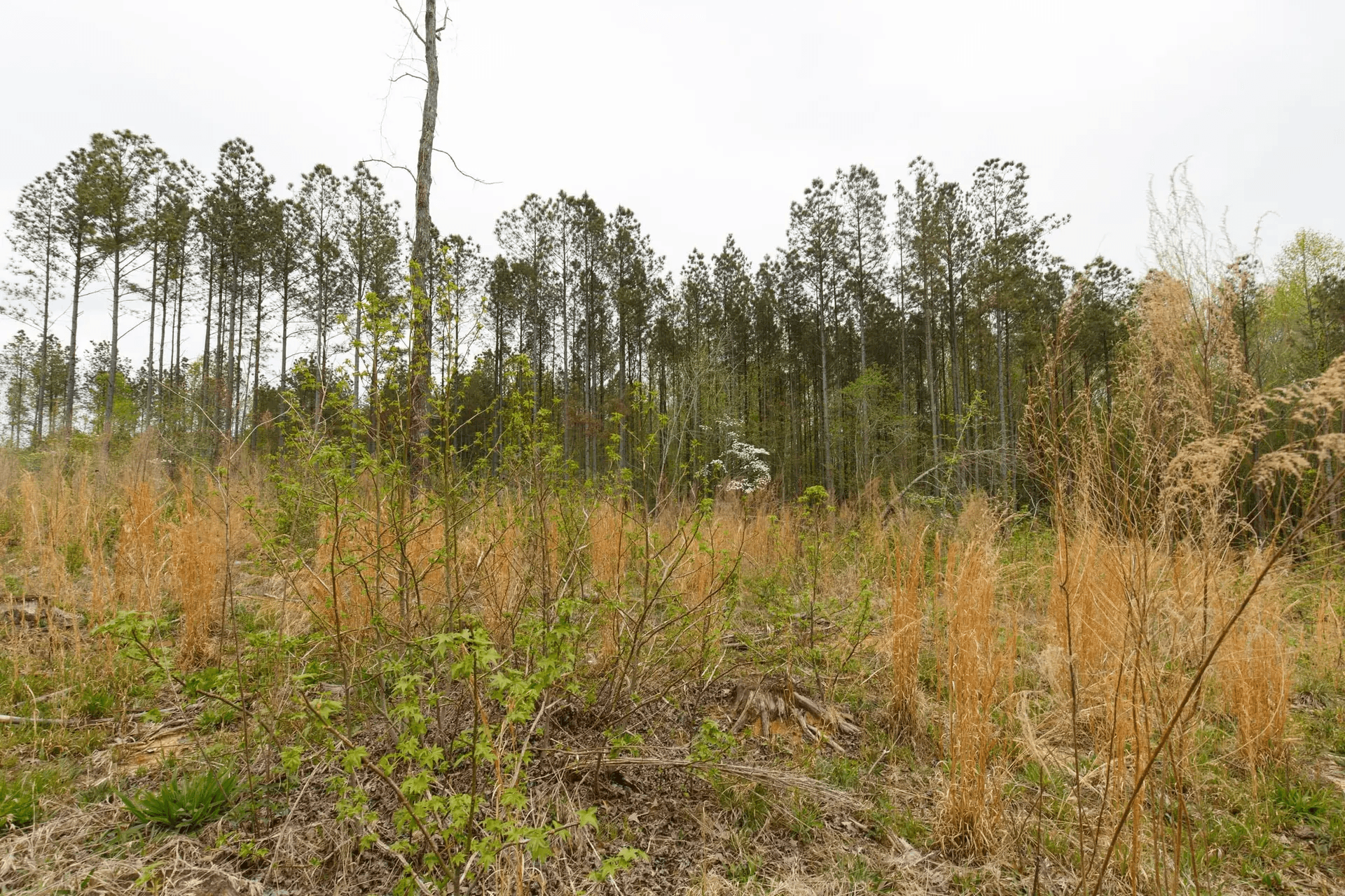 Twin Rivers — Zero Credit Land owner financed land for sale in Henderson County, Tennessee photo 4