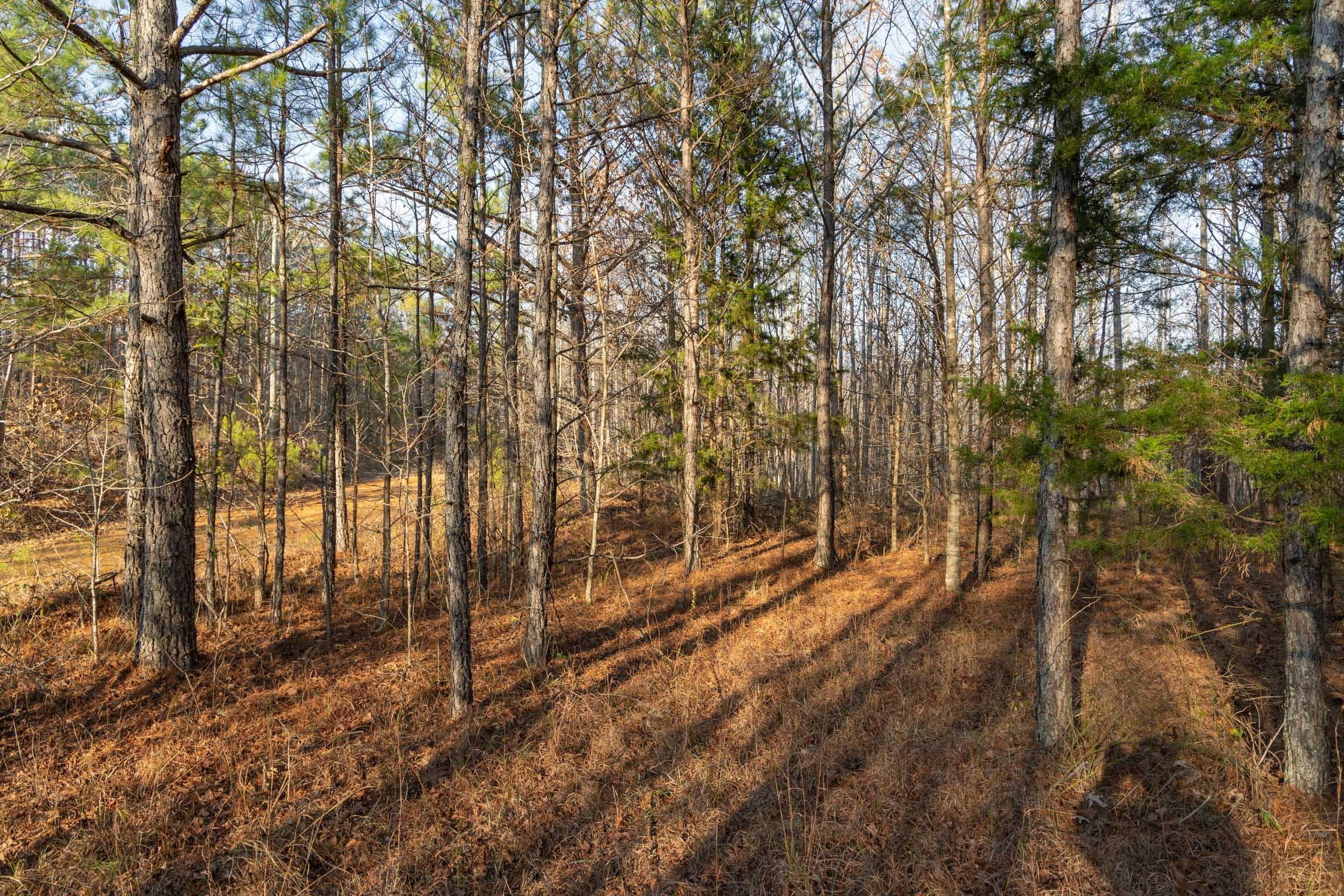 Lighting Ridge — Zero Credit Land owner financed land for sale in Colbert County, Alabama photo 27