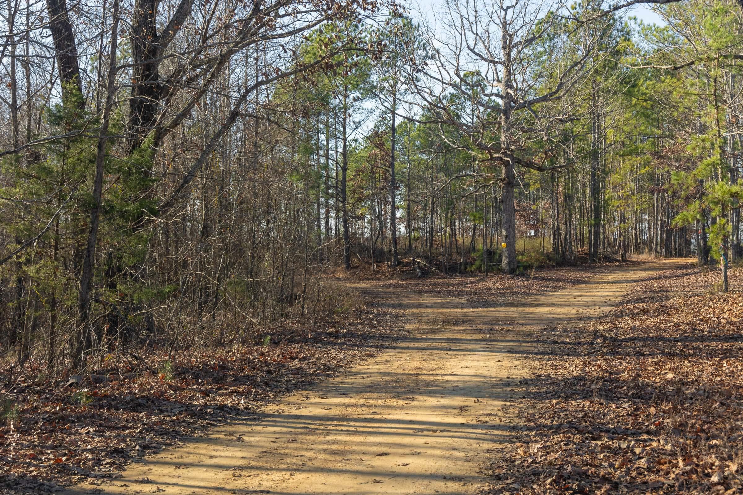 Lighting Ridge — Zero Credit Land owner financed land for sale in Colbert County, Alabama photo 13