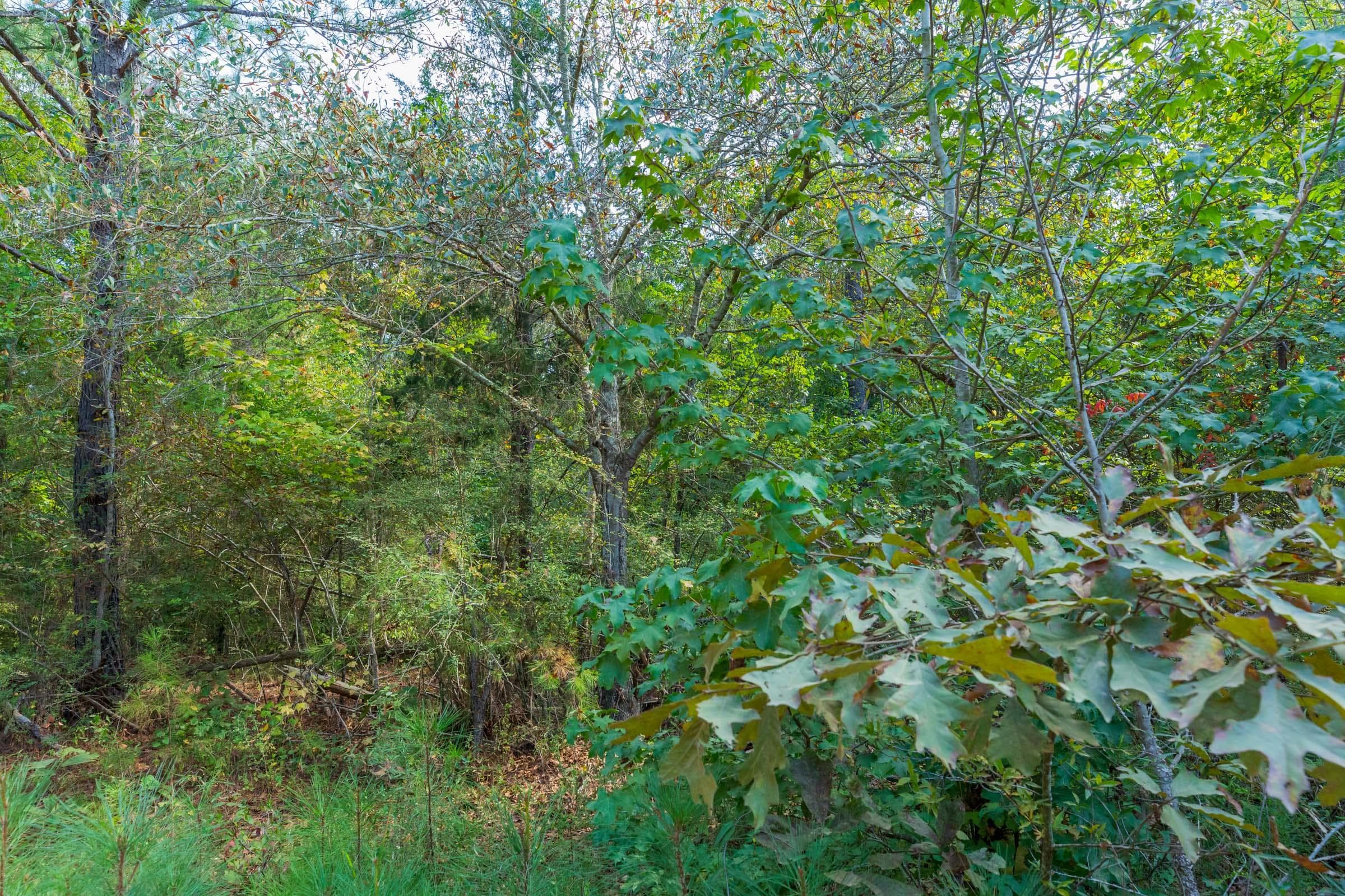 Willow Grove — Zero Credit Land owner financed land for sale in Lamar County, Alabama photo 29