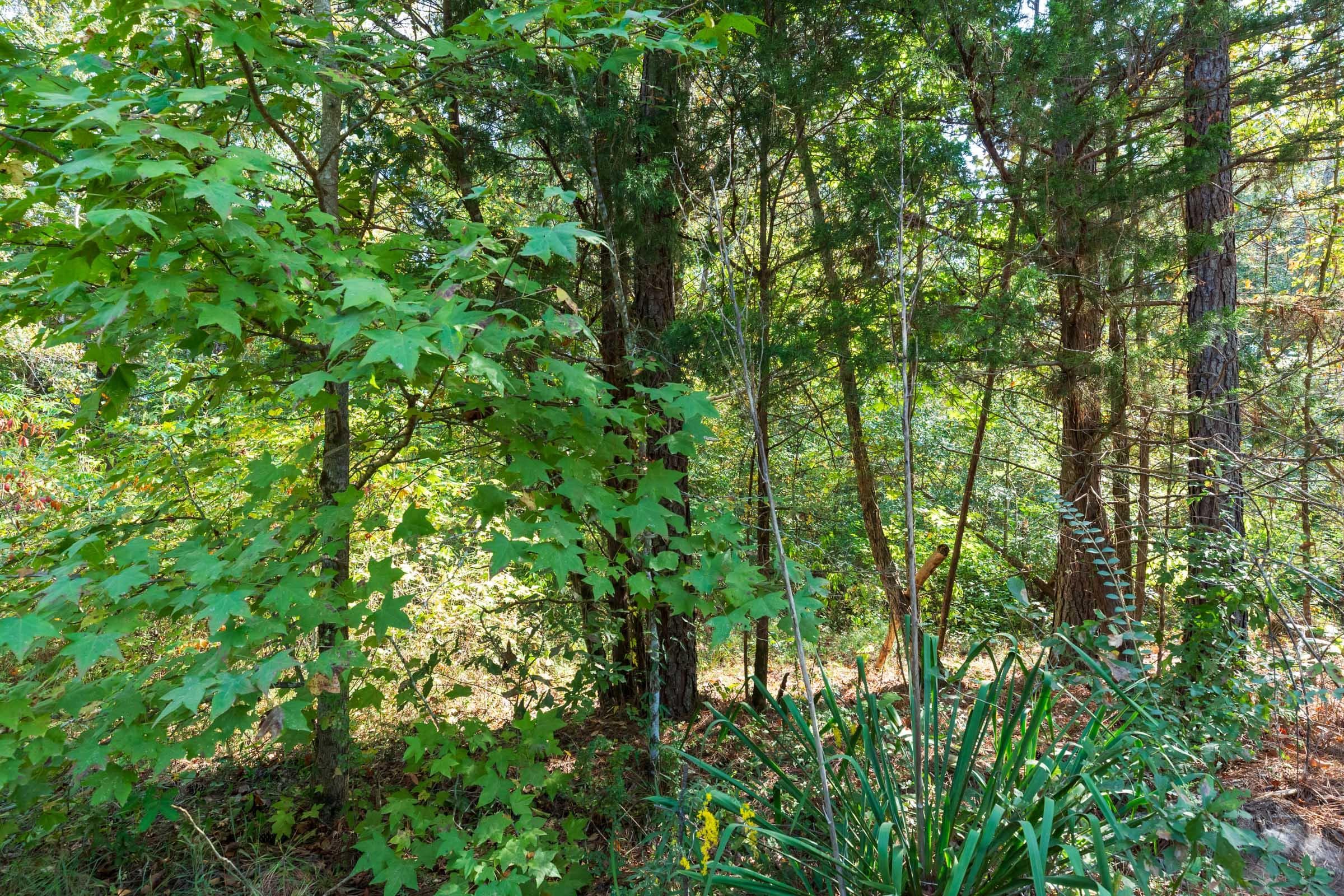 Willow Grove — Zero Credit Land owner financed land for sale in Lamar County, Alabama photo 30
