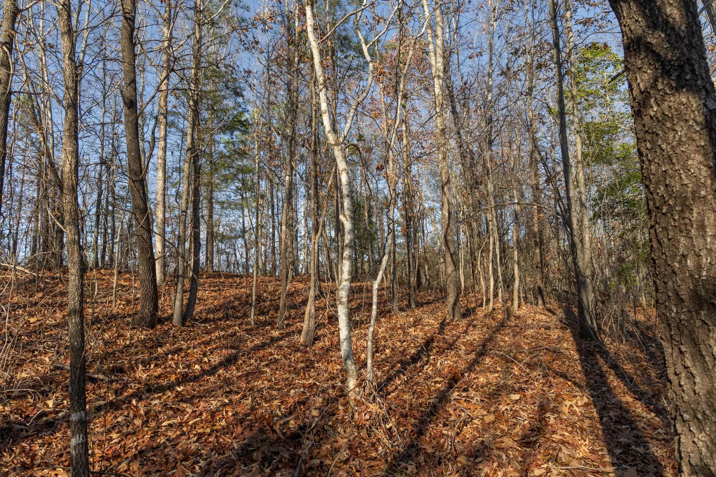 Lighting Ridge — Zero Credit Land owner financed land for sale in Colbert County, Alabama photo 16