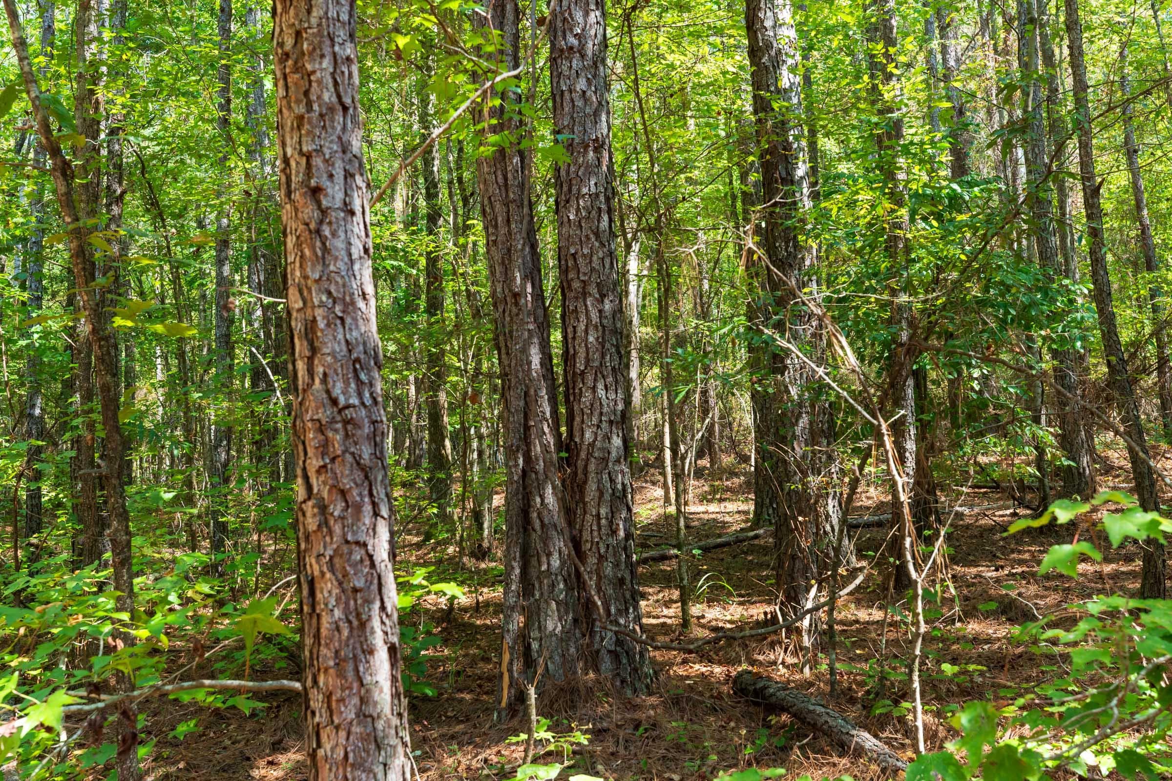 Willow Grove — Zero Credit Land owner financed land for sale in Lamar County, Alabama photo 5