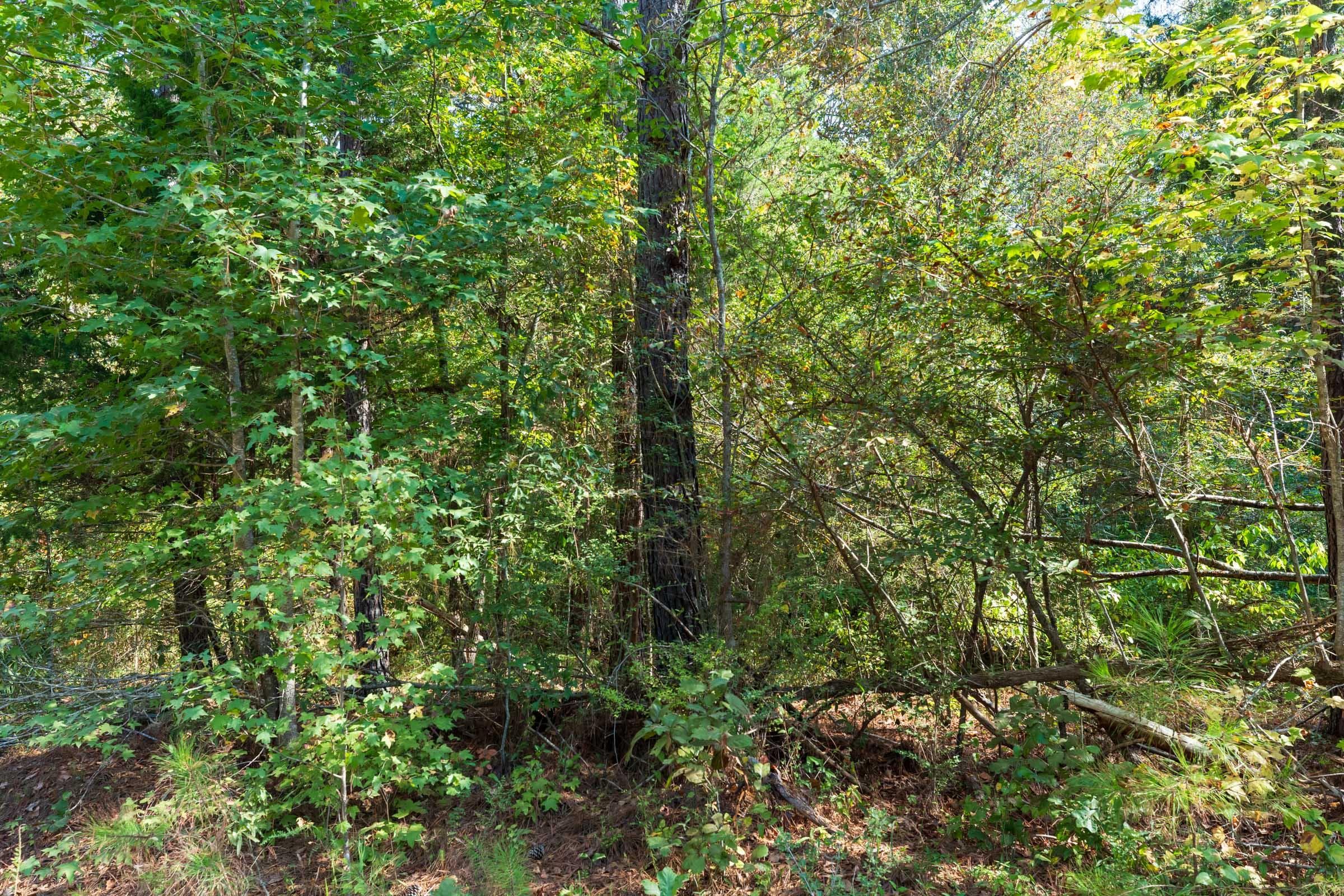 Willow Grove — Zero Credit Land owner financed land for sale in Lamar County, Alabama photo 26
