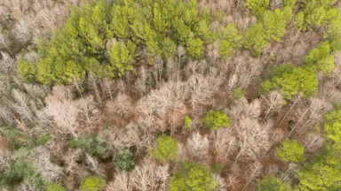 Baker Creek — Zero Credit Land owner financed land for sale in Fayette County, Alabama photo 25