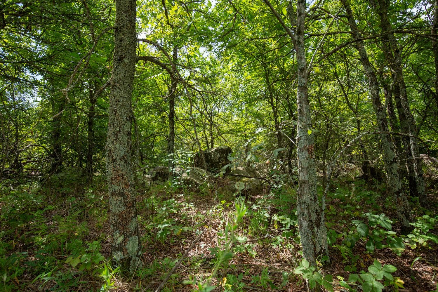 Timber Ridge — Zero Credit Land owner financed land for sale in McIntosh County, Oklahoma photo 16
