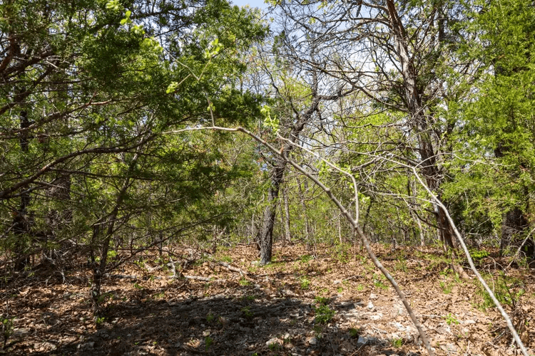  Autumnwood — Zero Credit Land owner financed land for sale in Fulton County, Arkansas photo 4