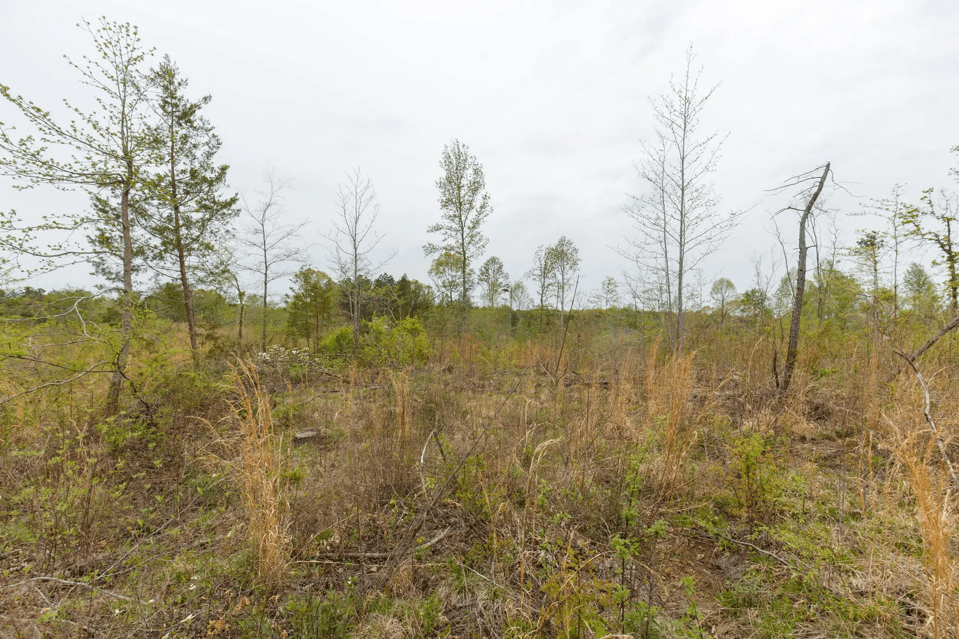 Twin Rivers — Zero Credit Land owner financed land for sale in Henderson County, Tennessee photo 5