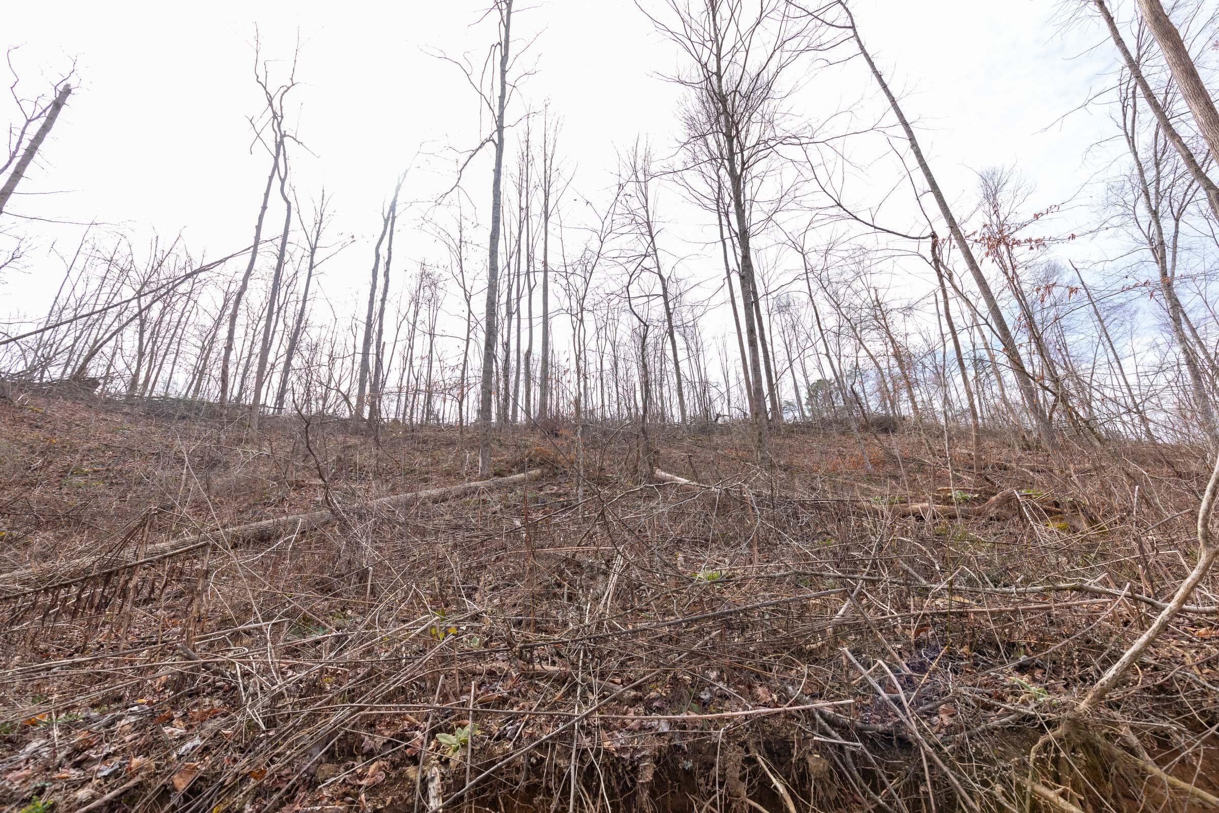 Creek Hollow Phase 1 — Zero Credit Land owner financed land for sale in Rockcastle County, Kentucky photo 30