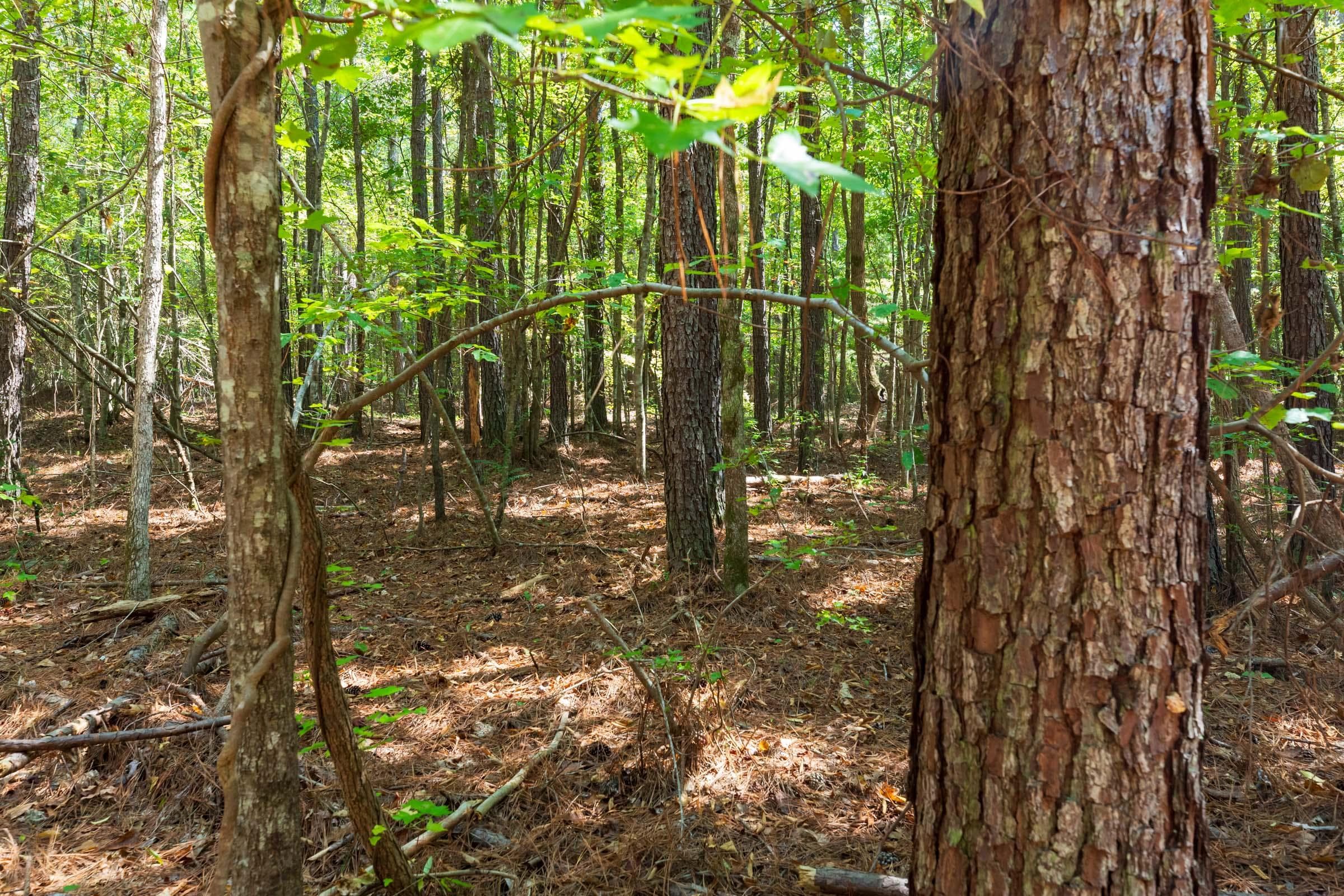 Willow Grove — Zero Credit Land owner financed land for sale in Lamar County, Alabama photo 40