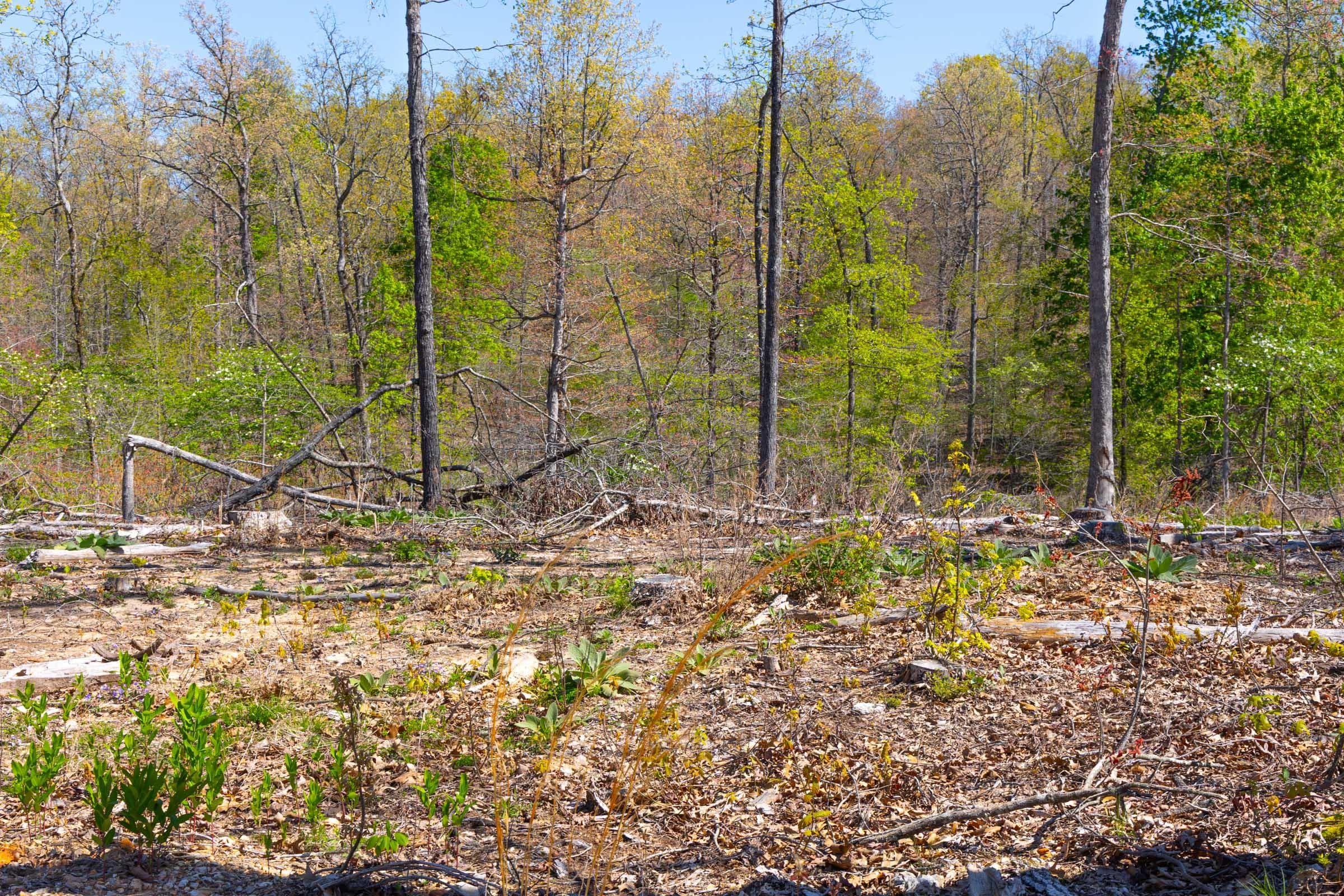 Lazybrook — Zero Credit Land owner financed land for sale in Fulton County, Arkansas photo 18