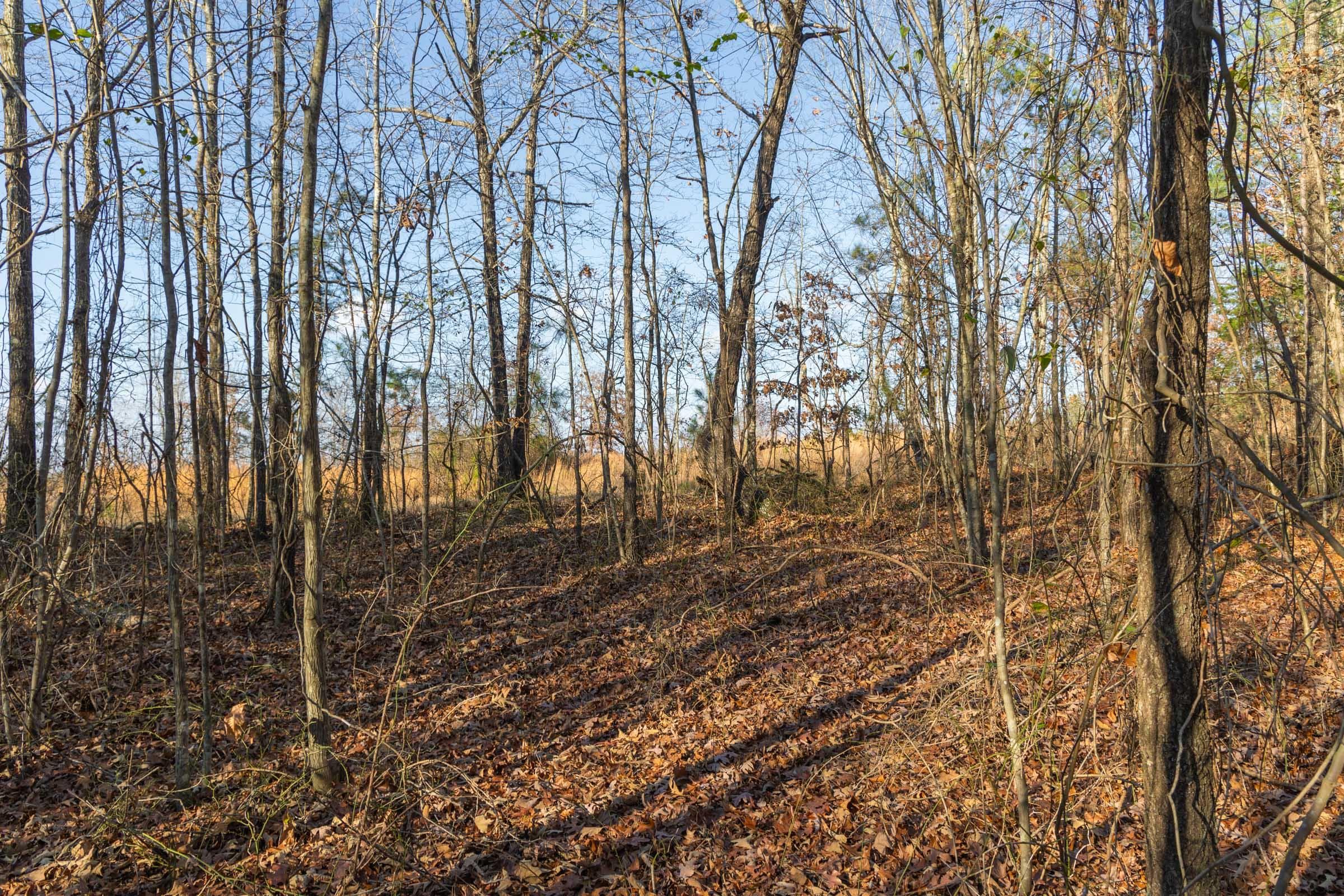 Lighting Ridge — Zero Credit Land owner financed land for sale in Colbert County, Alabama photo 20