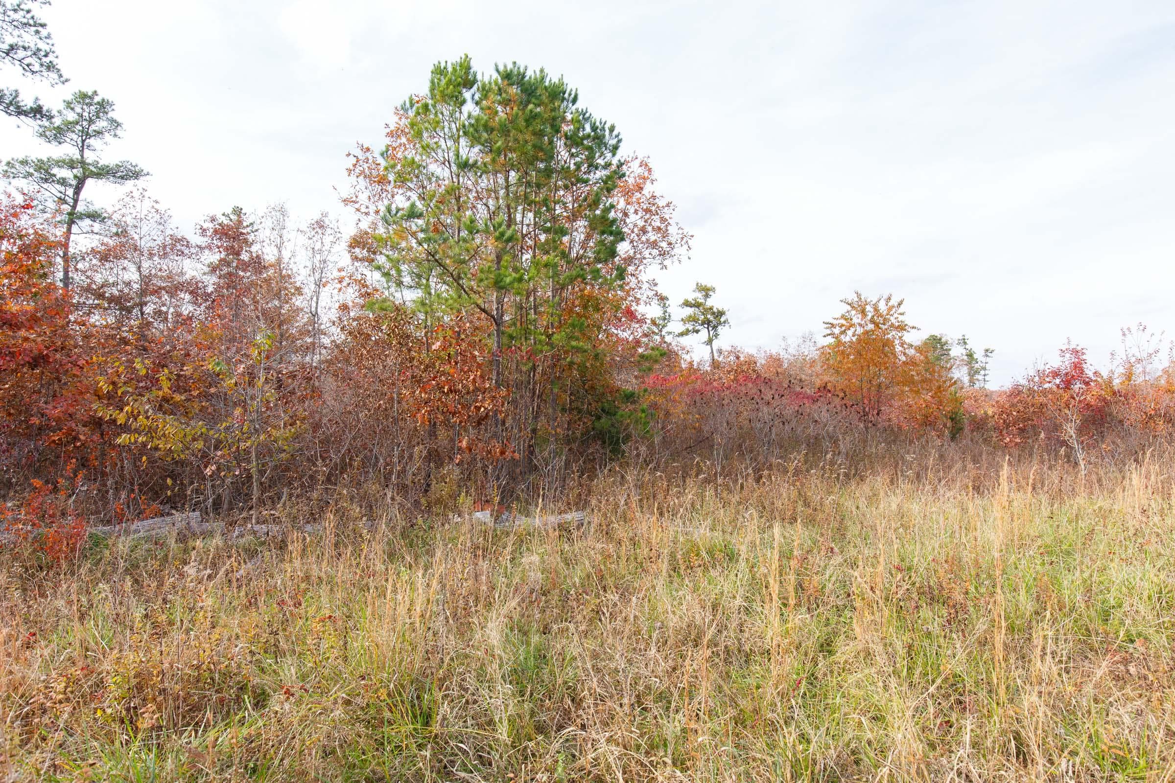 Hawk Crest — Zero Credit Land owner financed land for sale in Reynolds County, Missouri photo 3