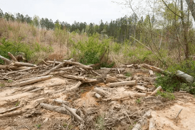 Twin Rivers — Zero Credit Land owner financed land for sale in Henderson County, Tennessee photo 5
