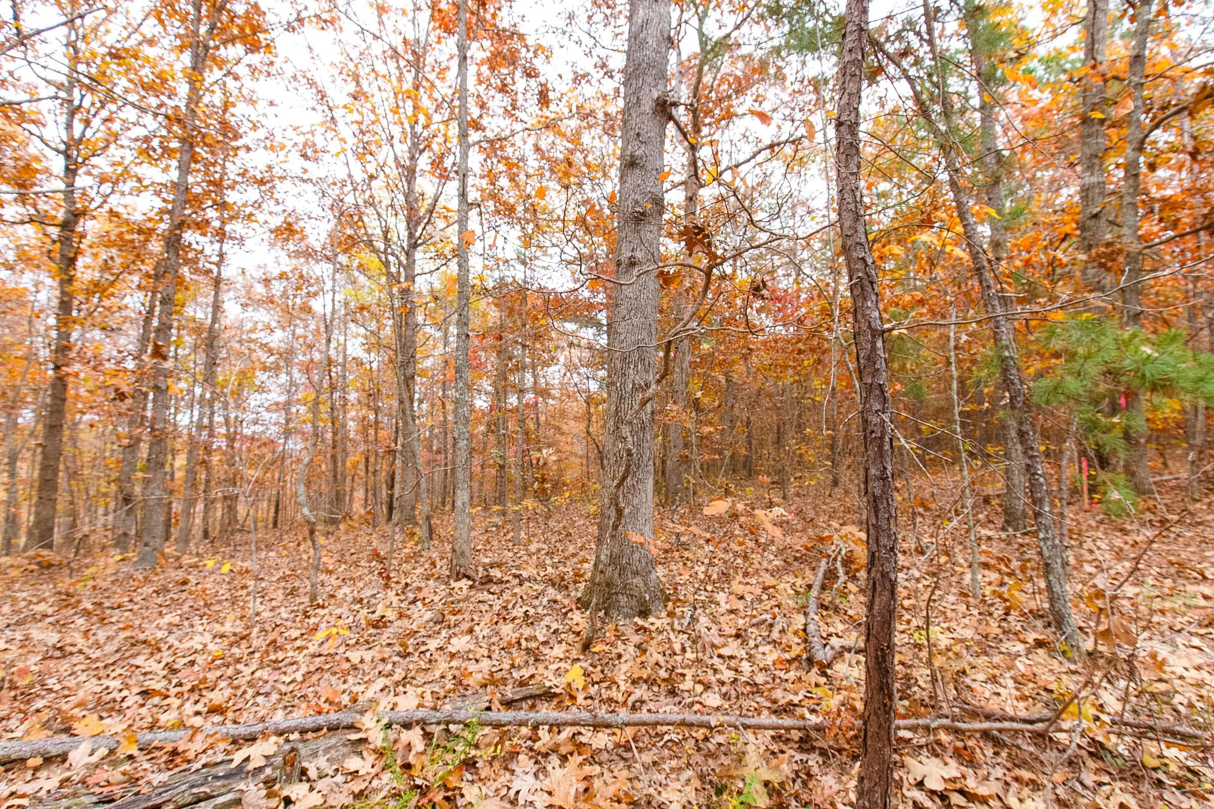 Hawk Crest — Zero Credit Land owner financed land for sale in Reynolds County, Missouri photo 2