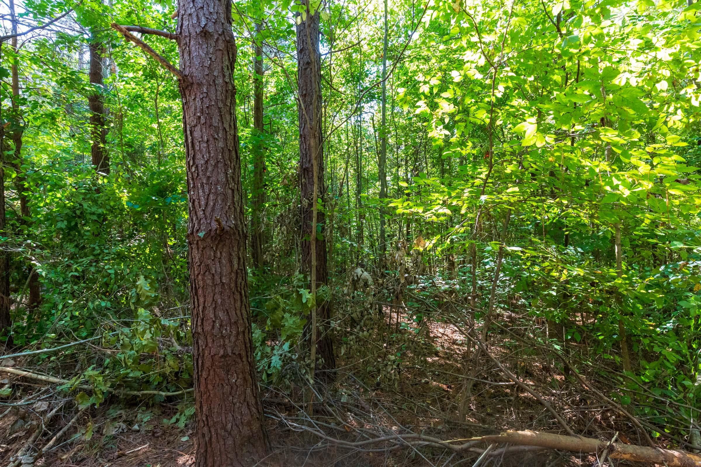 Redemption Ridge — Zero Credit Land owner financed land for sale in Wayne County, Tennessee photo 25