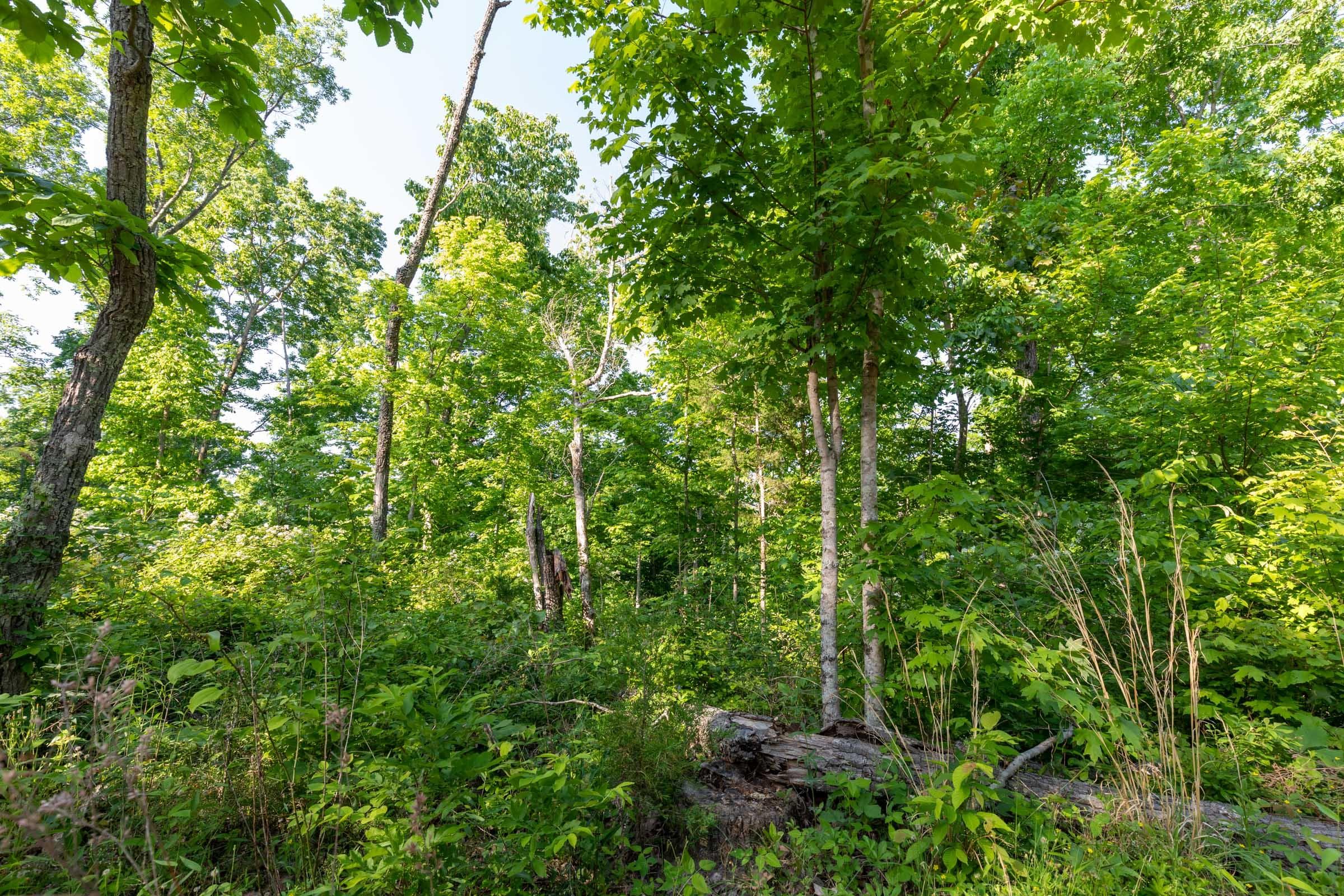 Cedar Creek — Zero Credit Land owner financed land for sale in Perry County, Tennessee photo 3
