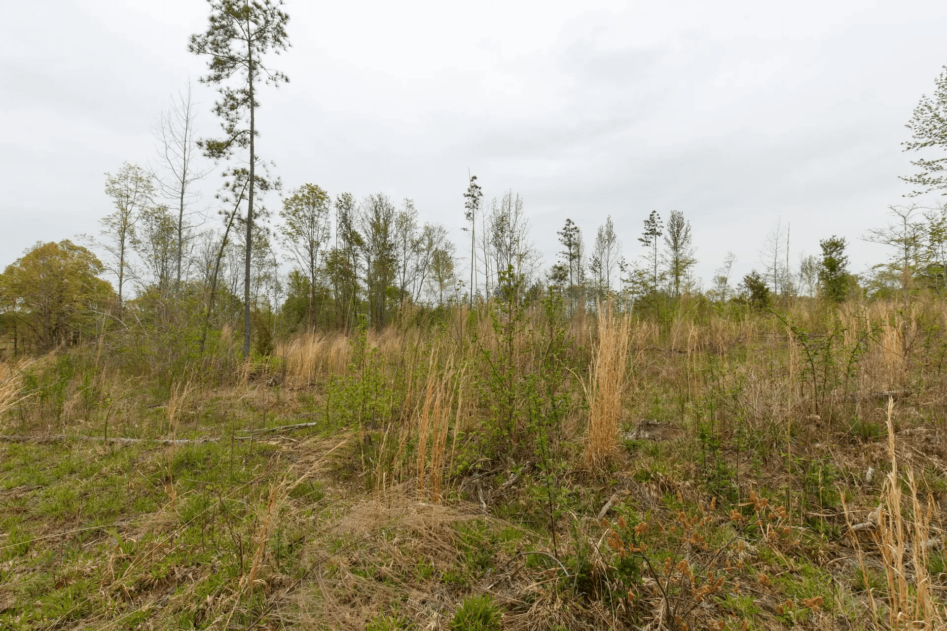 Twin Rivers — Zero Credit Land owner financed land for sale in Henderson County, Tennessee photo 9