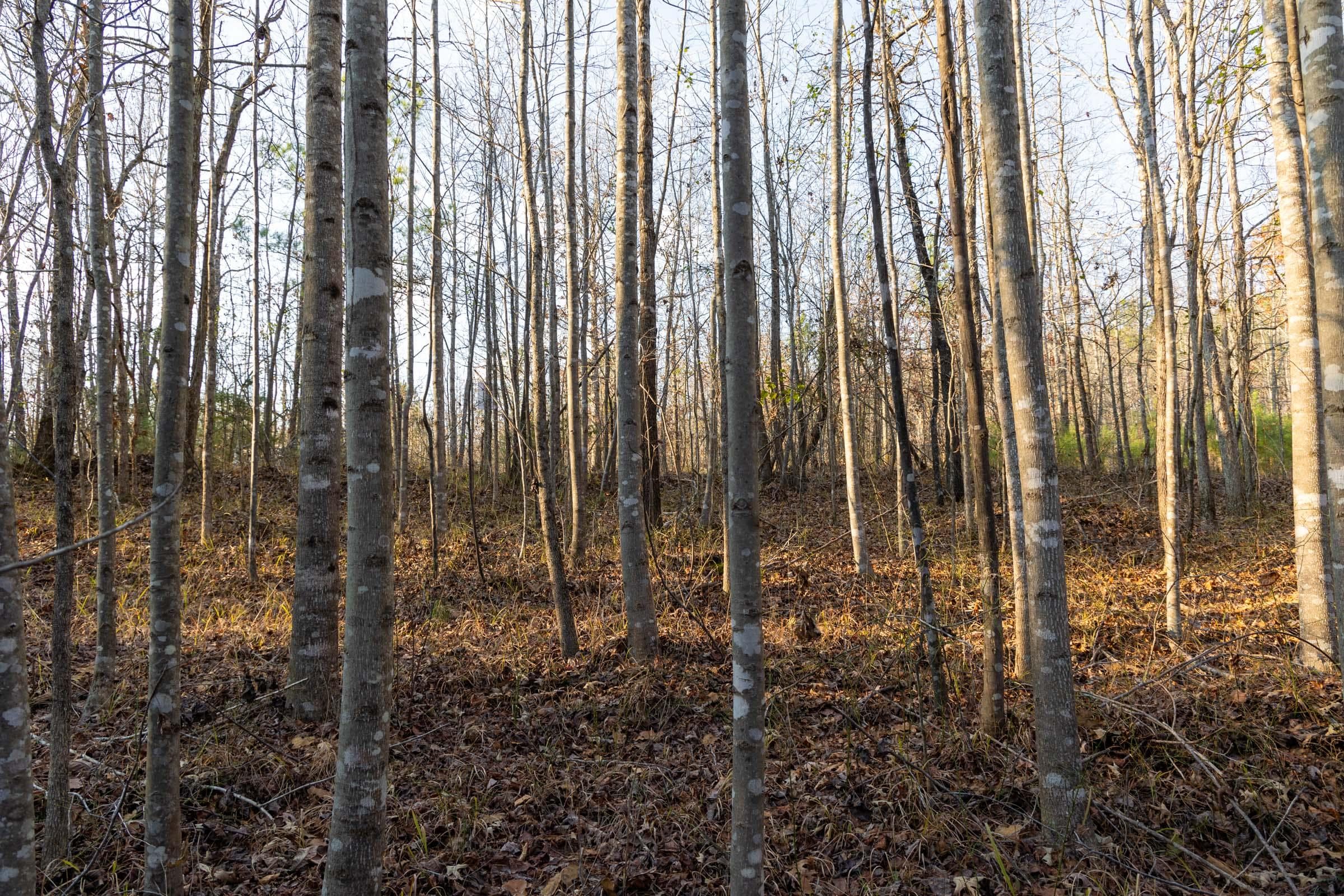 Lighting Ridge — Zero Credit Land owner financed land for sale in Colbert County, Alabama photo 28