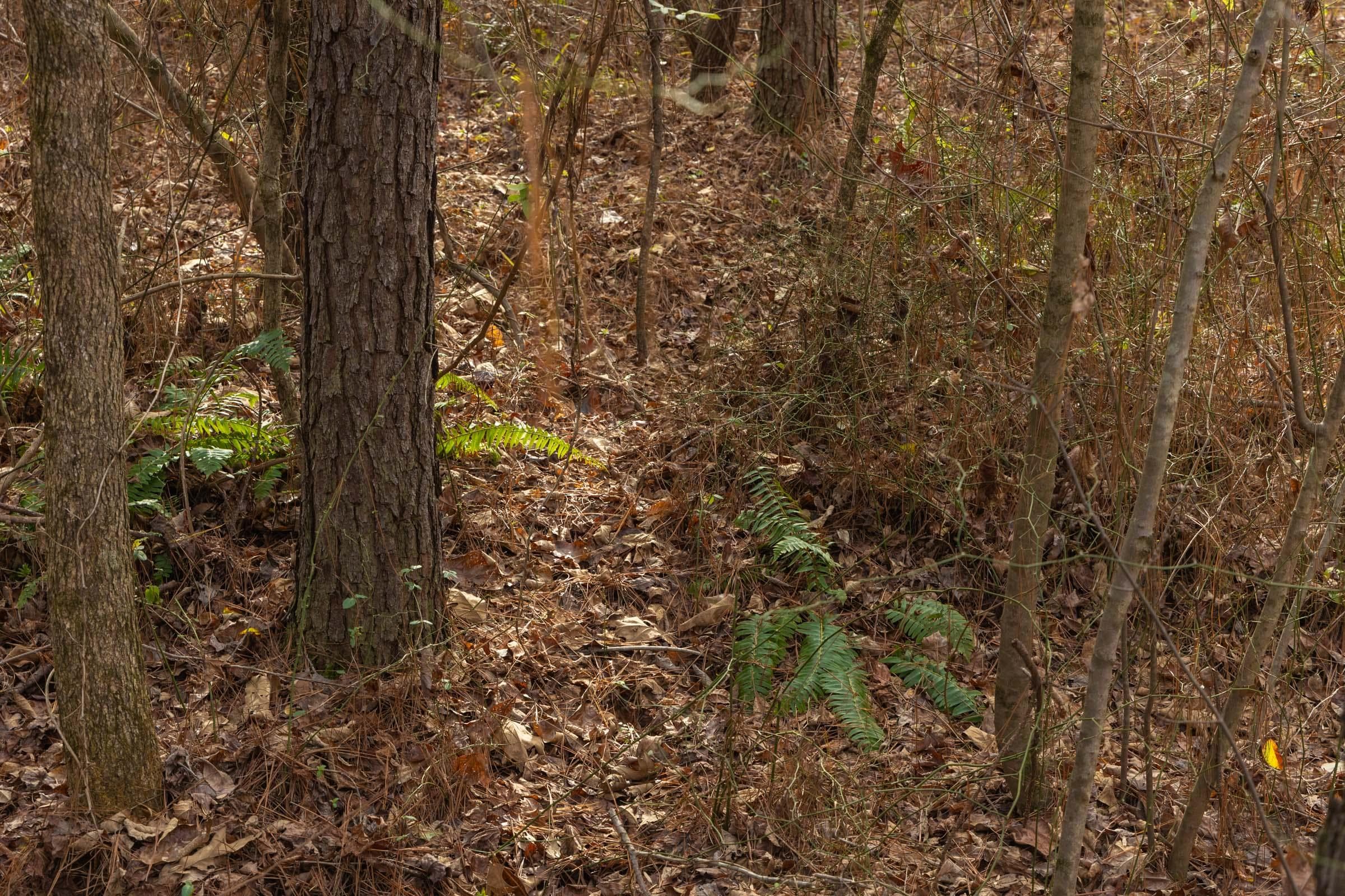 Lighting Ridge — Zero Credit Land owner financed land for sale in Colbert County, Alabama photo 59