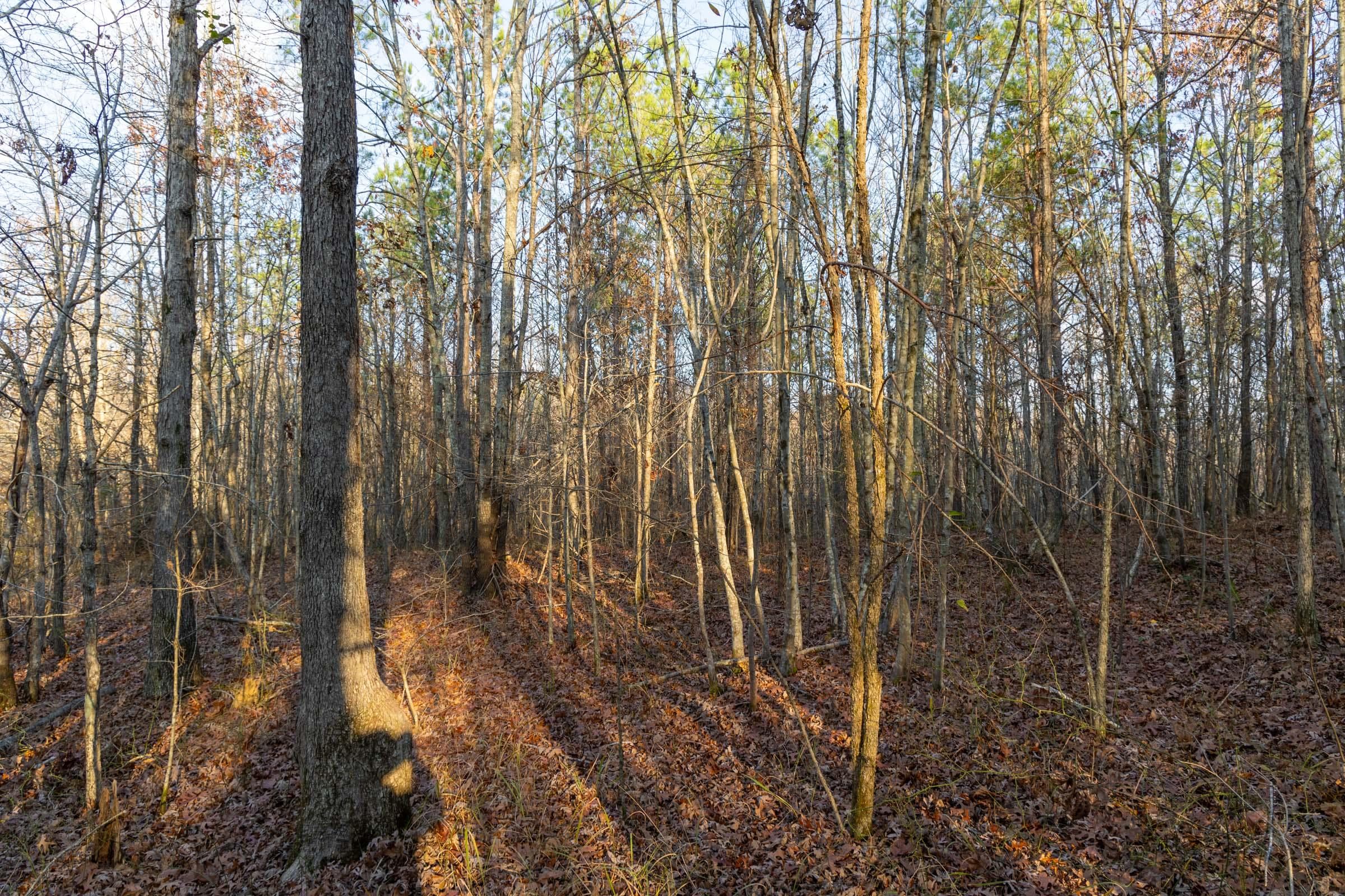 Lighting Ridge — Zero Credit Land owner financed land for sale in Colbert County, Alabama photo 48