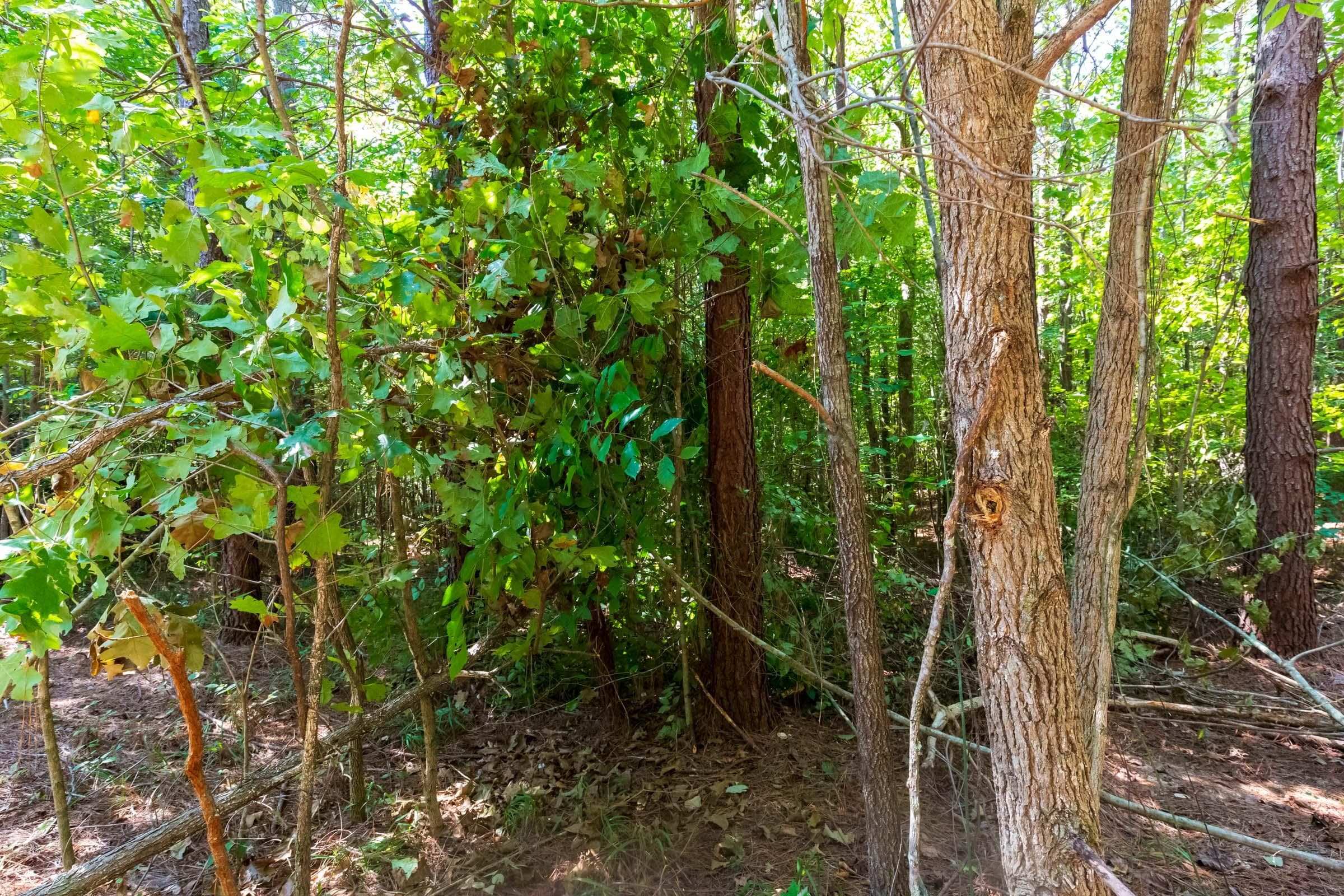 Redemption Ridge — Zero Credit Land owner financed land for sale in Wayne County, Tennessee photo 27