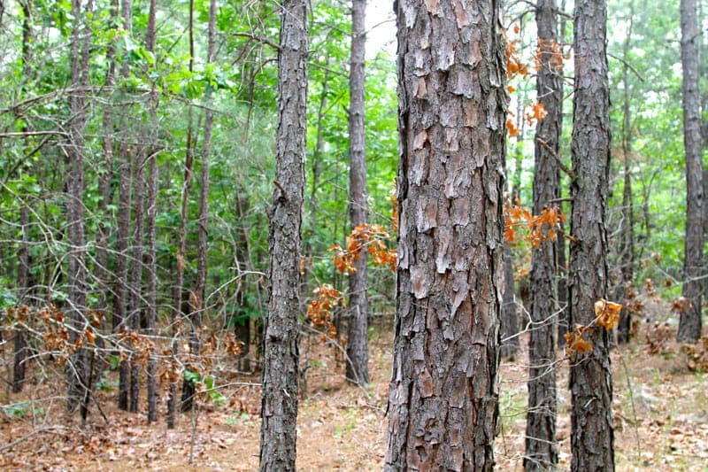 Pushmataha County, Oklahoma land — photo 2