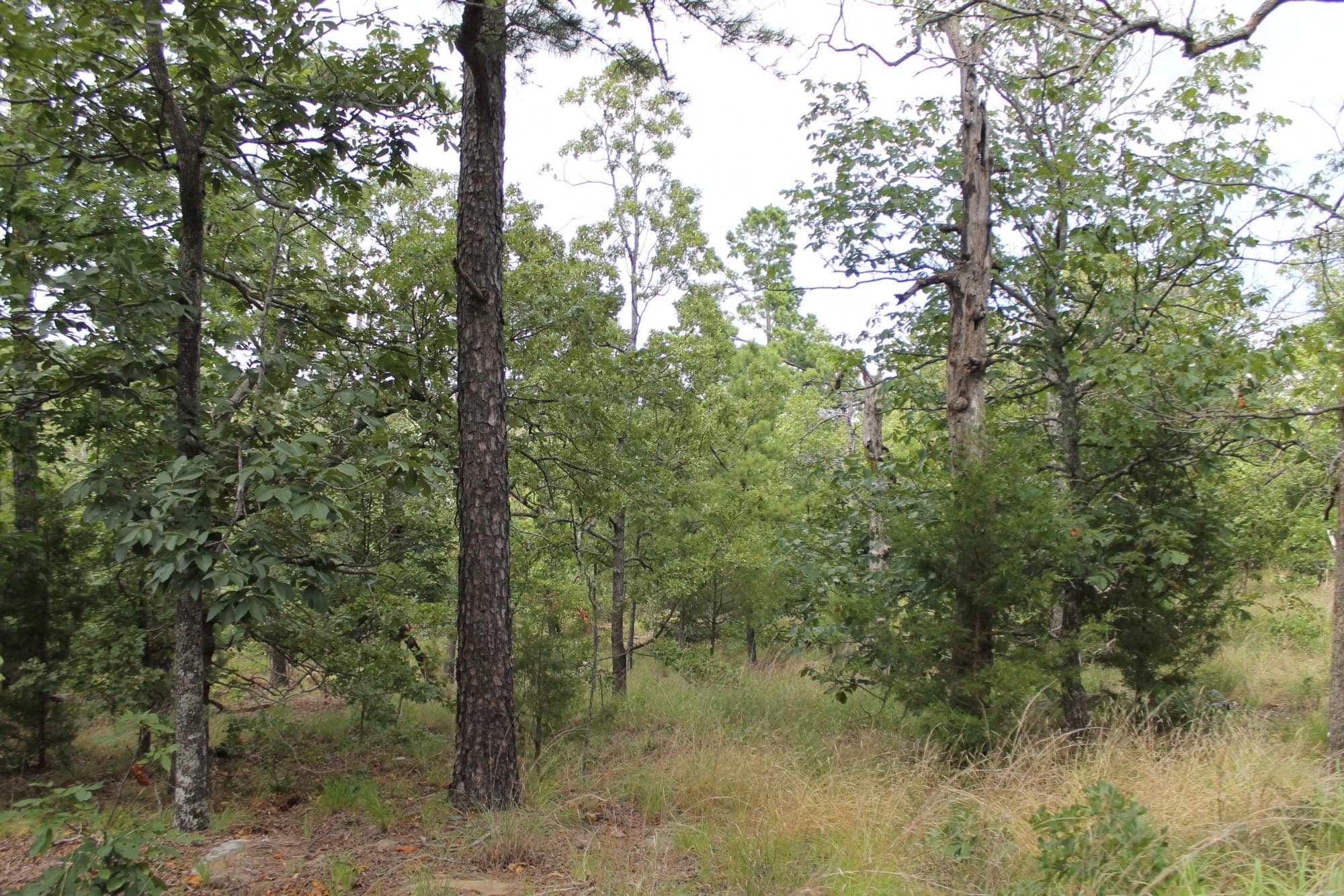 Pushmataha County, Oklahoma land — photo 1